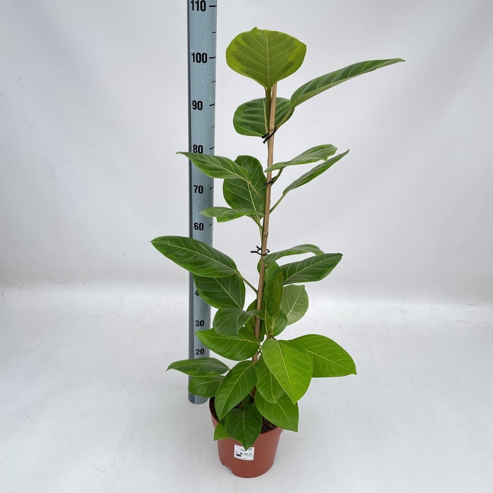 <h4>FIC ALTISSIMA</h4>