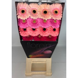 Gerbera Mix 4 kleuren Diamond
