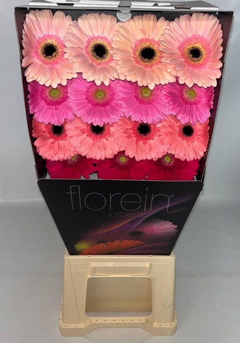 <h4>Gerbera Mix 4 kleuren Diamond</h4>