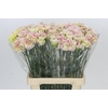 Dianthus St Lady Sheen