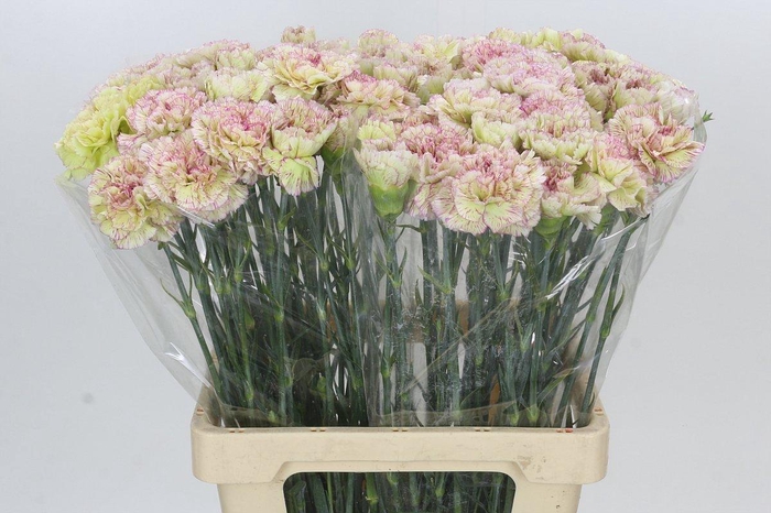 Dianthus St Lady Sheen