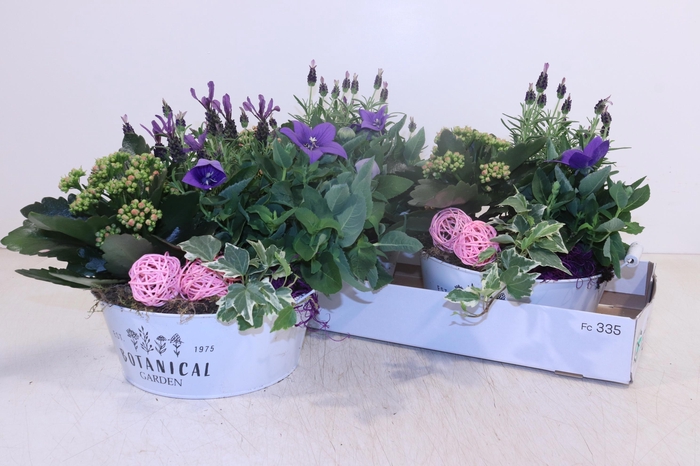 <h4>ARR TUINPLANTEN</h4>