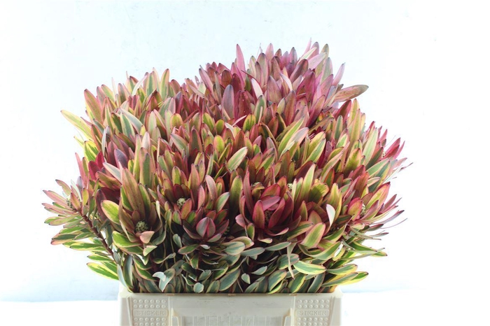 <h4>Leucad Jester</h4>