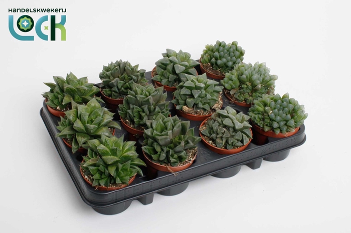 <h4>Gasteria Truncata Gemengd</h4>