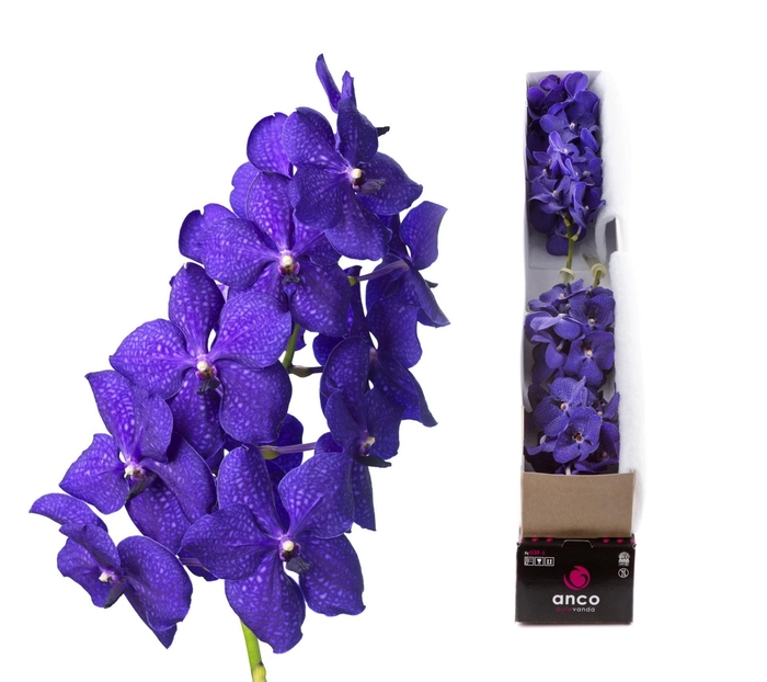 <h4>Vanda  'Nitaya Royal Blue'</h4>