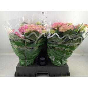 Hydrangea mac.   ...