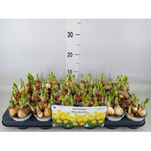 Narcissus DU 'Tete Boucle'