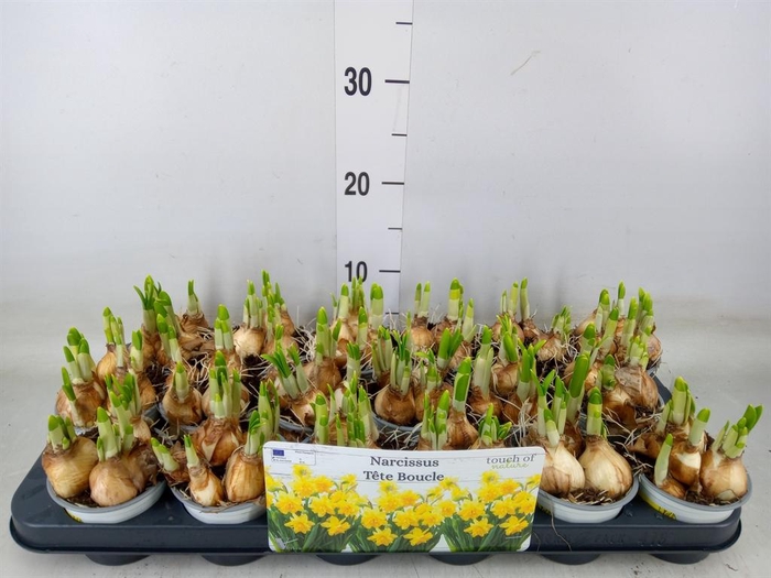 <h4>Narcissus DU 'Tete Boucle'</h4>