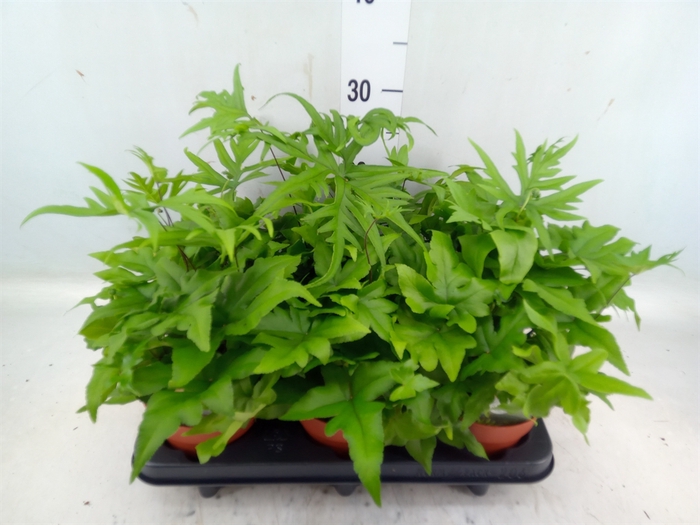 <h4>Doryopteris pedata</h4>