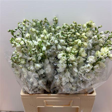 <h4>Delph Du Guard White</h4>