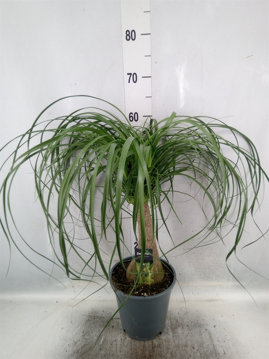 <h4>Beaucarnea recurvata</h4>