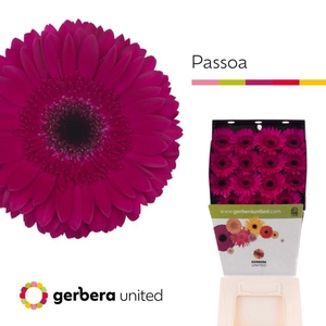 Gerbera diamond passoa