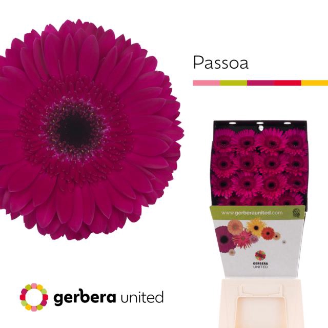 <h4>Gerbera diamond passoa</h4>