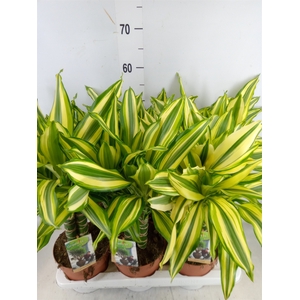 Dracaena frag.   ...