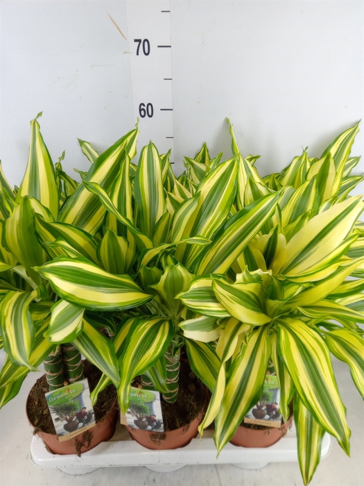 <h4>Dracaena frag.   ...</h4>