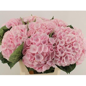 HYDRANGEA  'MY BEAU MATCHA'