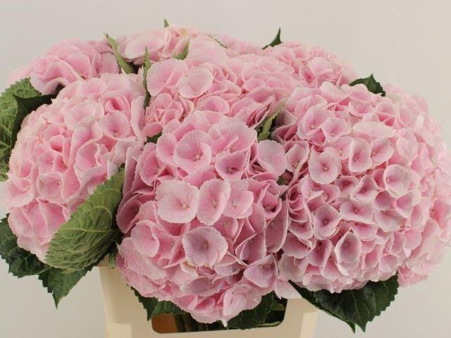 <h4>HYDRANGEA  'MY BEAU MATCHA'</h4>