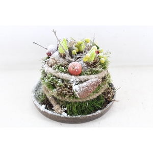 arr4 Hyacint MB - Ker. schaal mosbol x4 RD