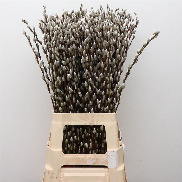 <h4>Salix Caprea Snow Flake (ch) Fres</h4>