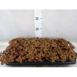 Fittonia verschaf. 'Joly Josan'
