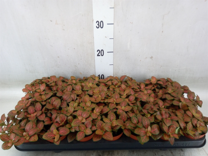<h4>Fittonia verschaf. 'Joly Josan'</h4>