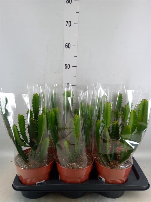 <h4>Euphorbia   ...</h4>