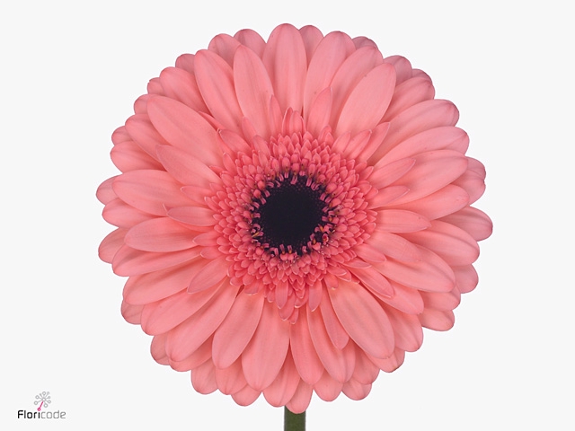 Gerbera Scala Flowerracket