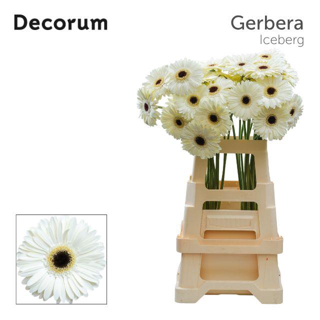 <h4>Gerbera Iceberg Water x40 Lang</h4>