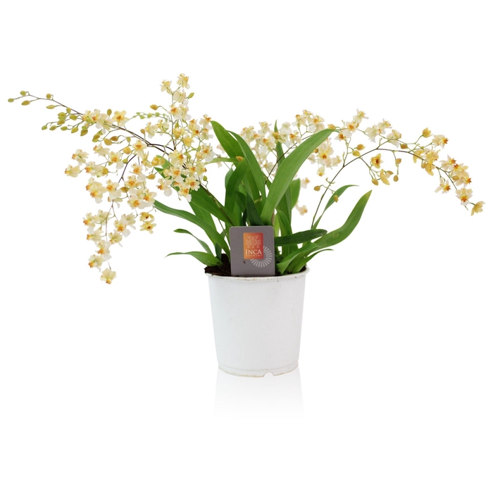 <h4>Oncidium</h4>