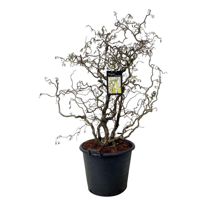 <h4>Corylus a. 'Contorta'</h4>