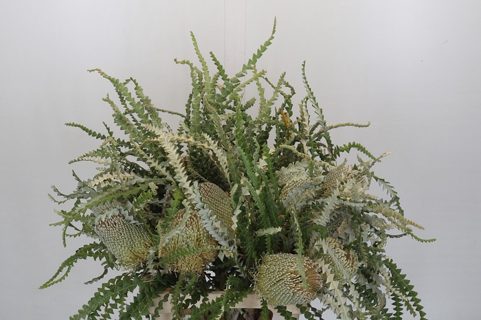 Banksia Speciosa