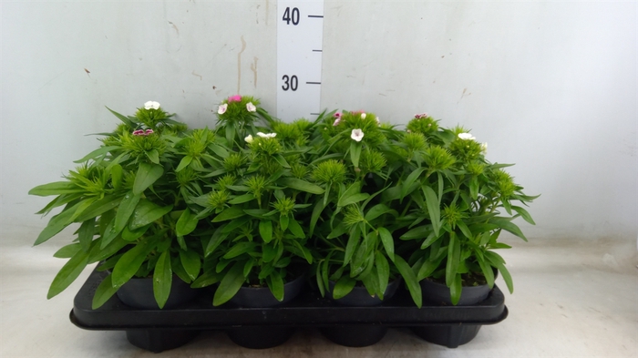 <h4>Dianthus barb.</h4>