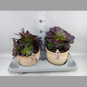 Aeonium arboreum 'Velours'