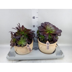 Aeonium arboreum 'Velours'