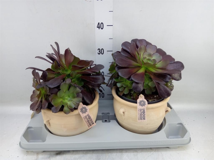 Aeonium arboreum 'Velours'