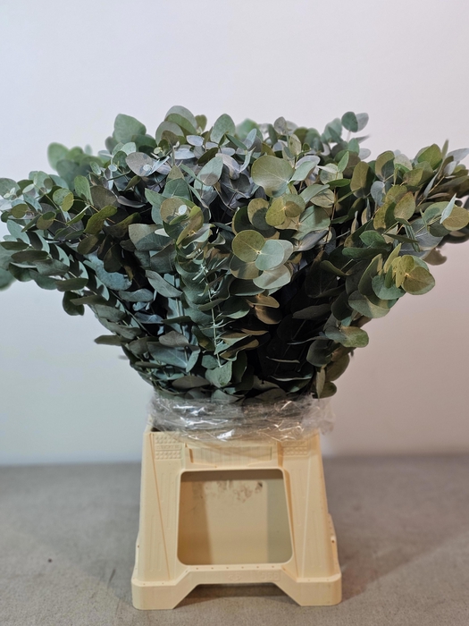 <h4>EUC CINEREA PB -ZA-SUPER</h4>