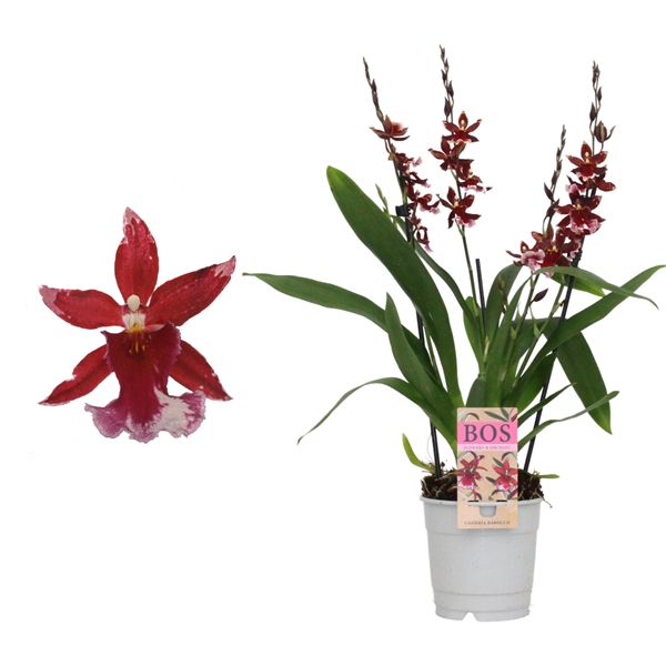 <h4>Cambria, Barrocco Red 3/4-tak</h4>