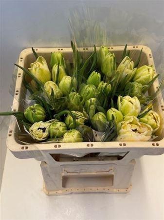 <h4>Tu Du Wild Romance</h4>