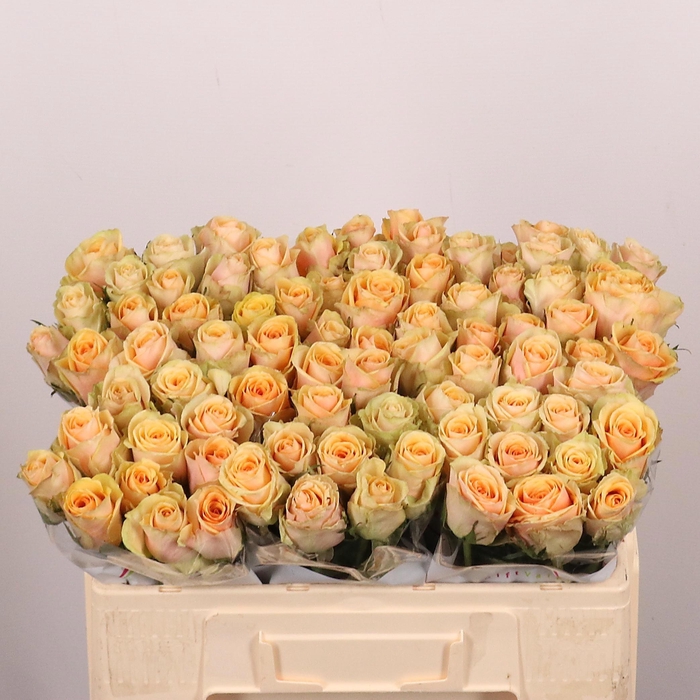 <h4>R Gr Alchemy</h4>