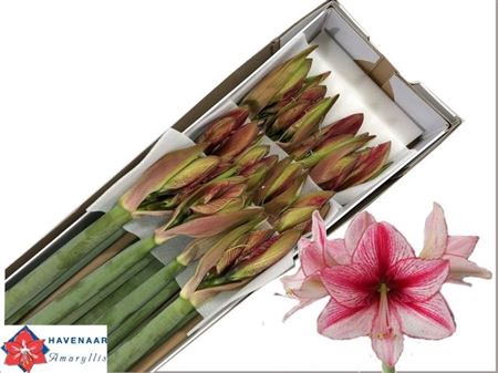 <h4>Hipp Ga Revelation</h4>