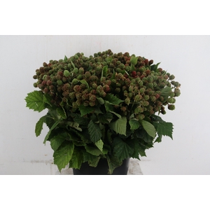 RUBUS