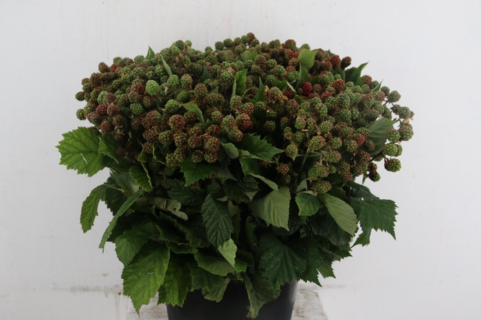 <h4>RUBUS</h4>