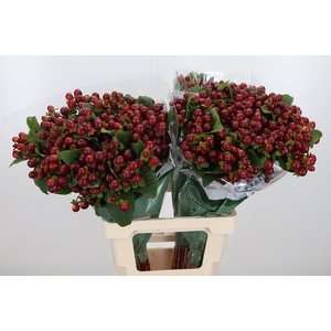 Hyp Mag Seasons