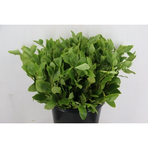 GRISILLINA PER STEM 50CM