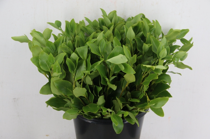 <h4>GRISILLINA PER STEM 50CM</h4>