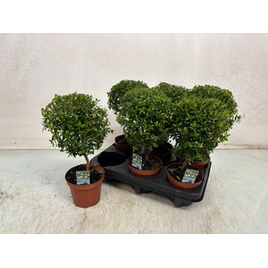 MYRTUS COM