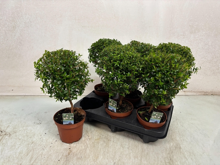 <h4>MYRTUS COM</h4>