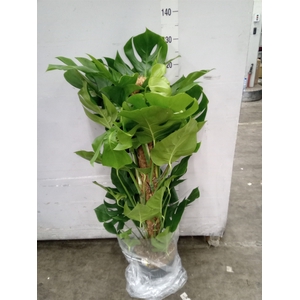 Monstera pertusum
