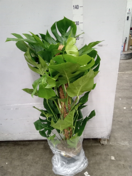 <h4>Monstera pertusum</h4>