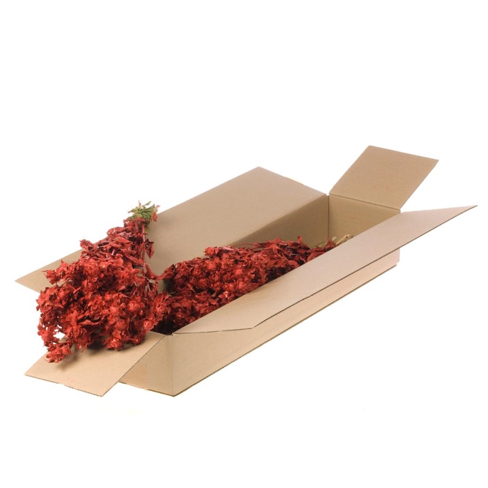 <h4>Bidens Red Red Glitter Sb</h4>